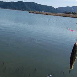 今が最盛期?伊庭内湖でホンモロコ釣り